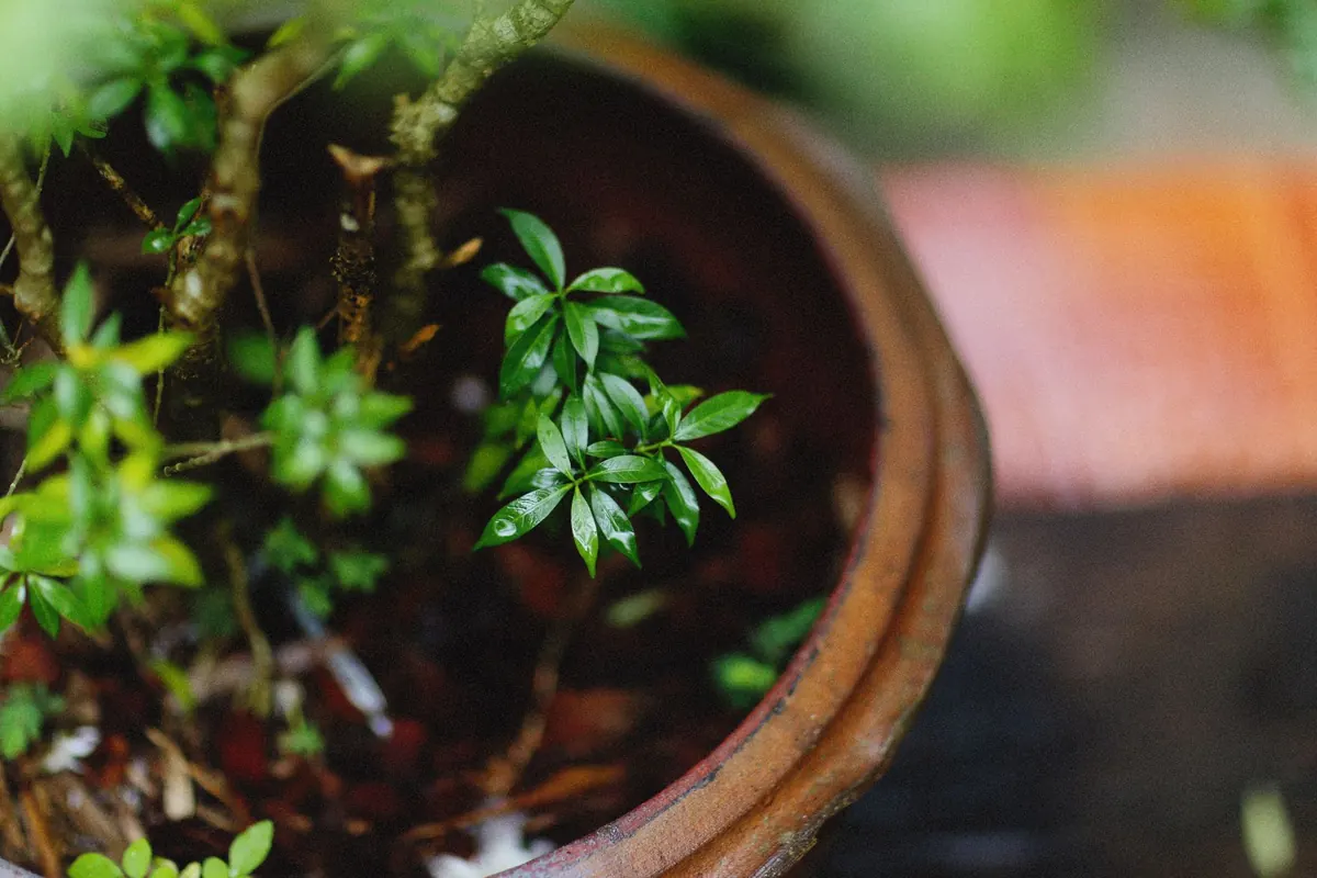 7 Common Mistakes When Planting Shrubs in Clay Soil